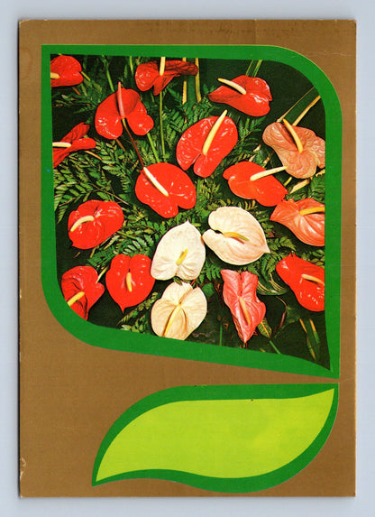 Pohlednice Československo květy anturie 1973 (M28674)