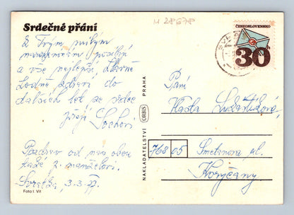 Pohlednice červené květy a břečťan 1977 (M28678)