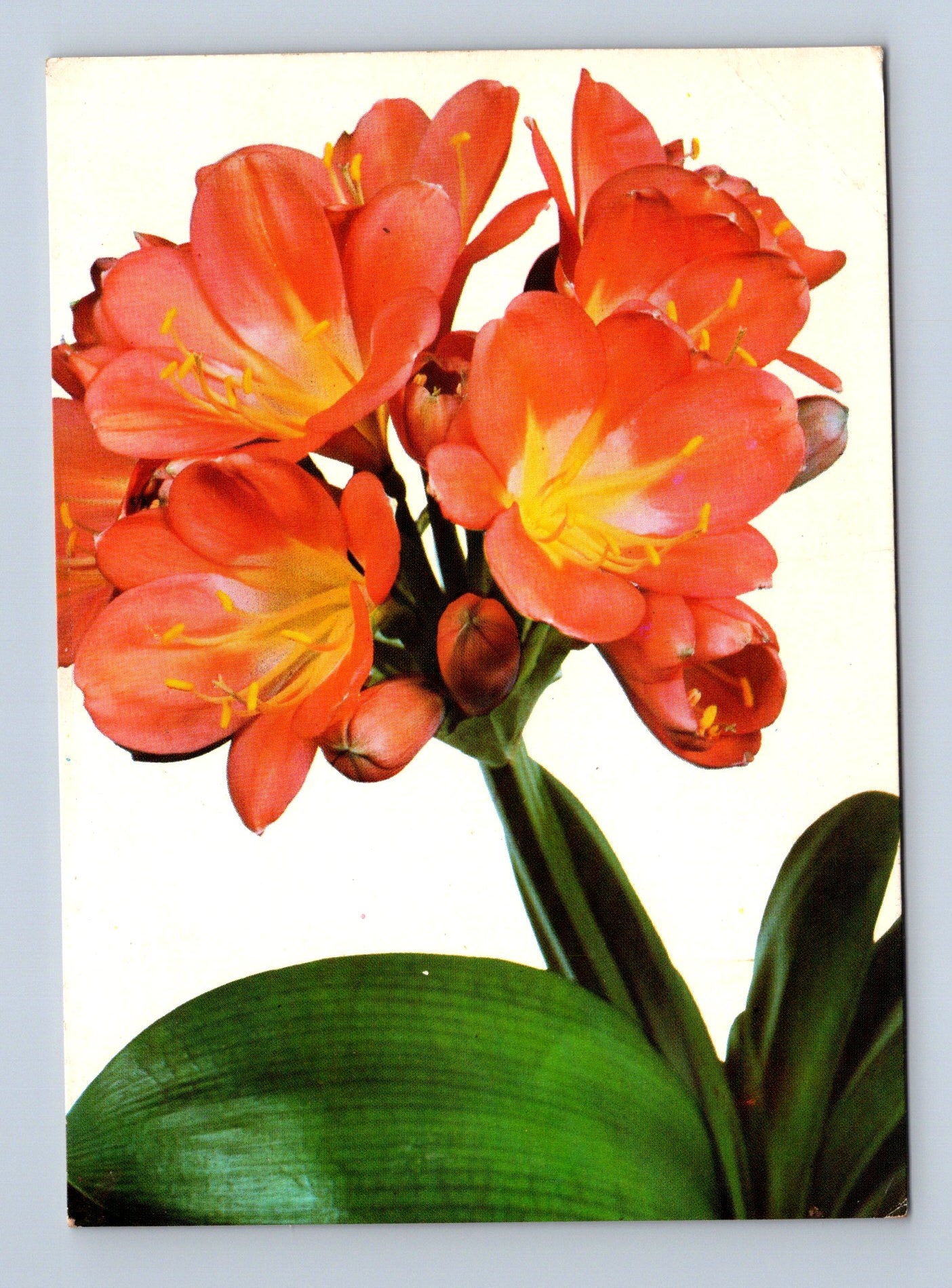 Pohlednice Květina Clivia 1972 (M28679)
