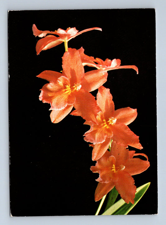 Pohlednice Slovensko Orchidej Vuylstekeara Rutilant 2005 (M28711)