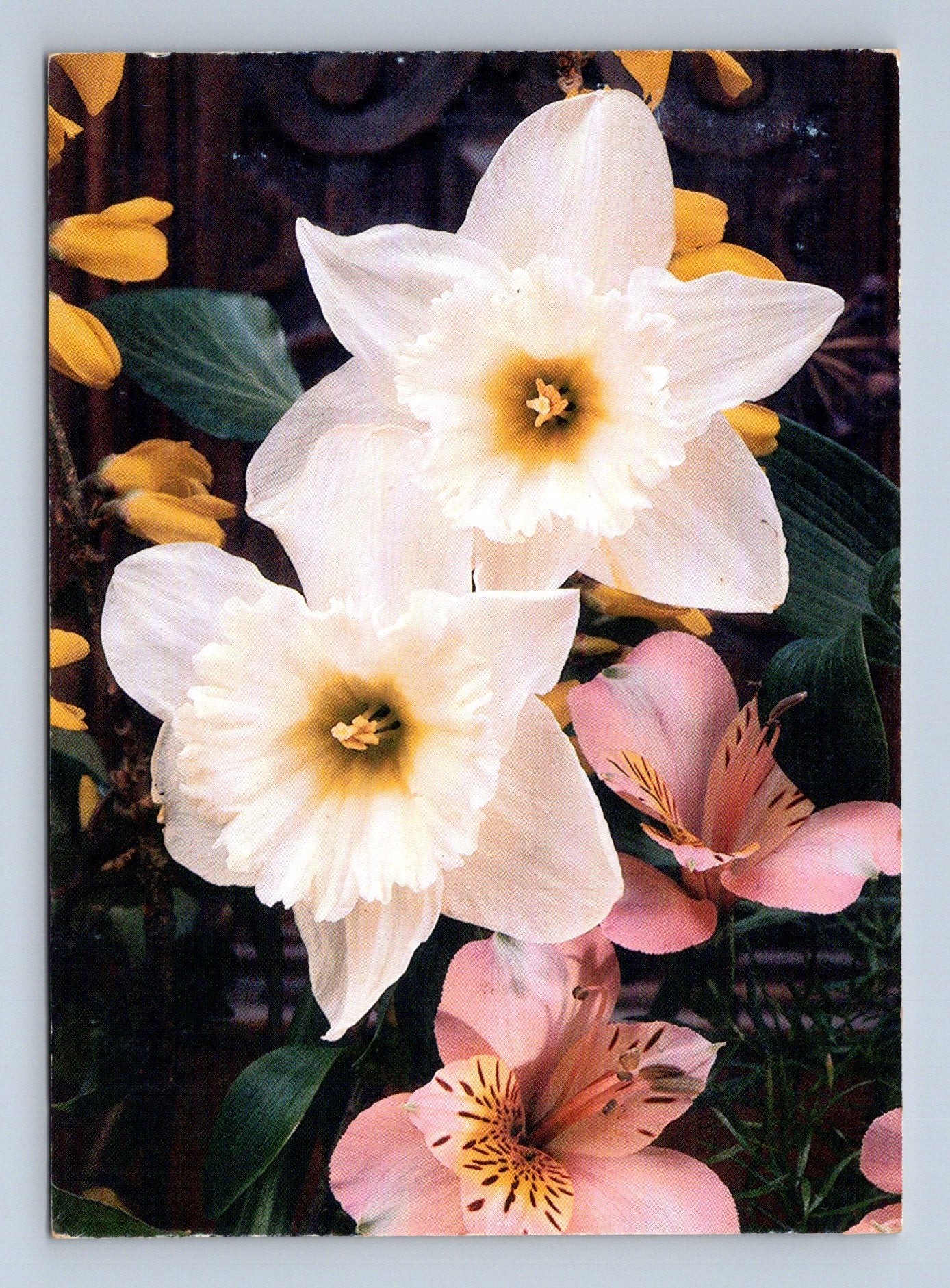 Pohlednice Květiny narcisy alstromerie (M28714)