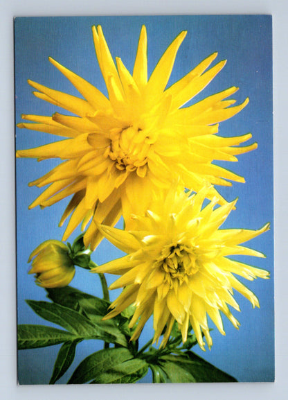 Pohlednice žluté květy (dahlie) 1989 (M28728)
