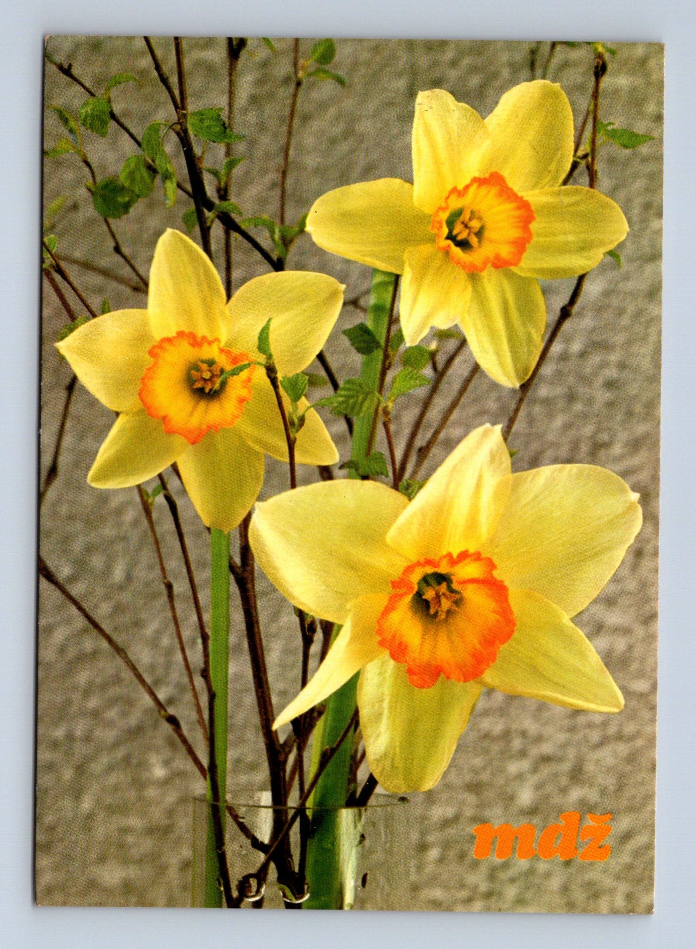 Pohlednice Květiny narcisy (M28735)