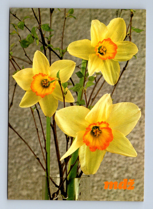 Pohlednice Květiny narcisy (M28735)