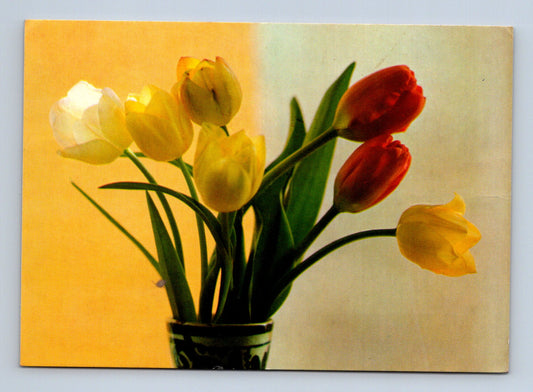 Pohlednice Kytice tulipánů 1953 (M28738)