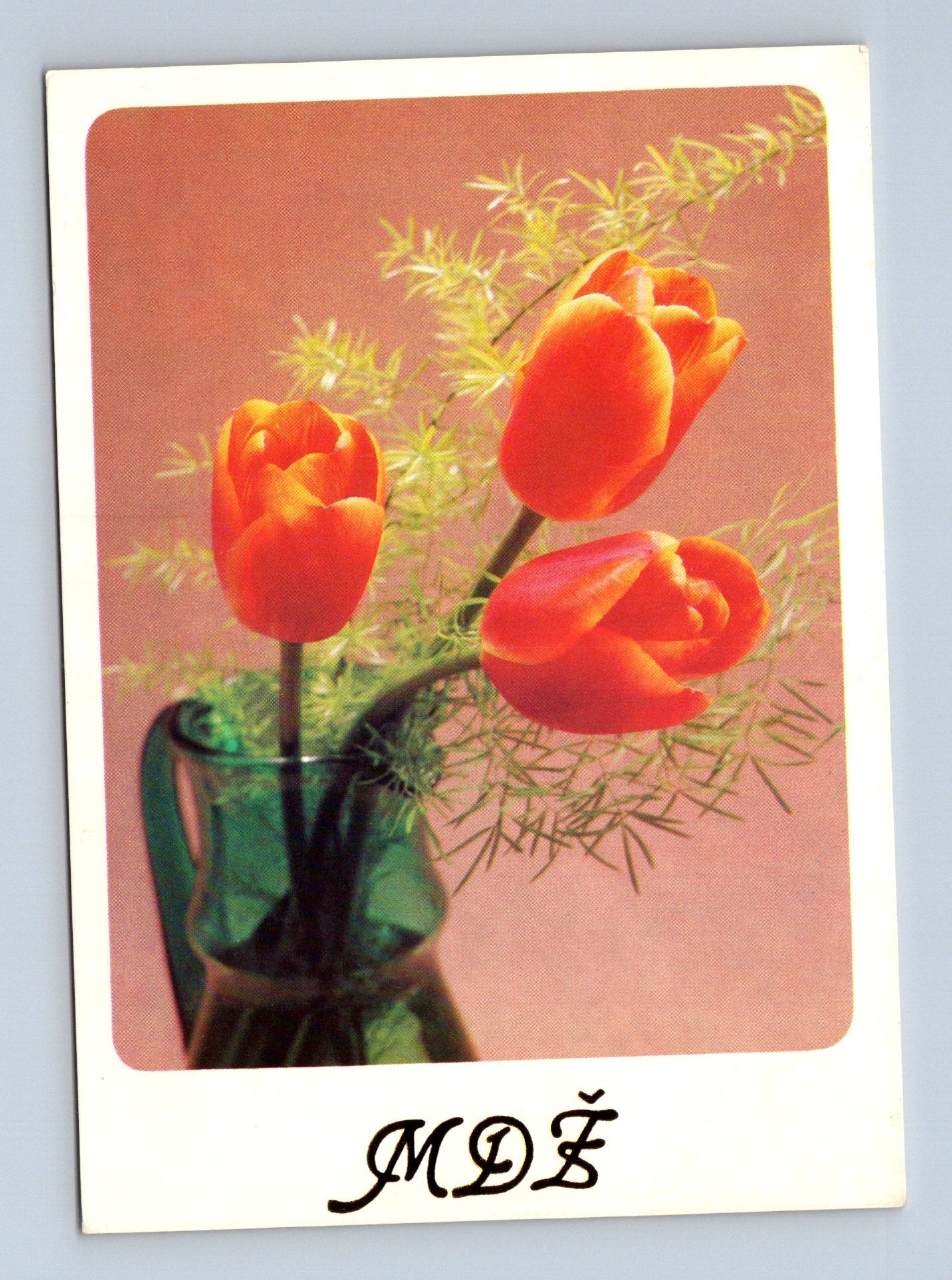 Pohlednice Tři tulipány ve váze 1985 (M28745)