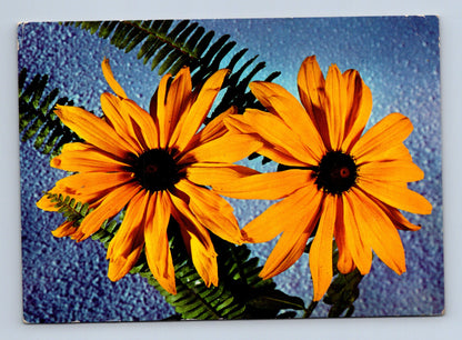 Pohlednice Květiny Rudbeckia Pressfoto Praha (M28749)