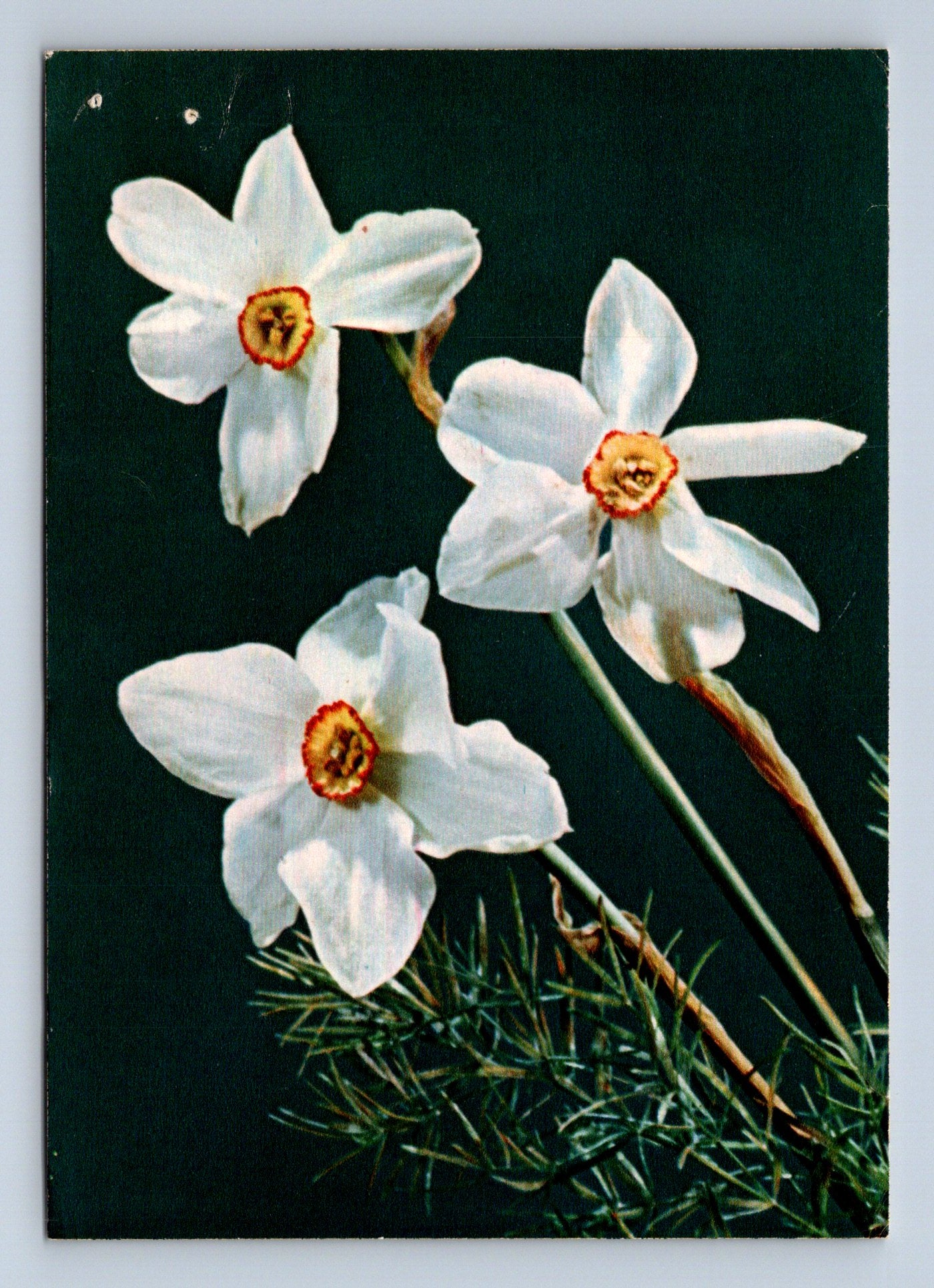 Pohlednice Květiny narcisy Foto Otto Mareš (M28753)