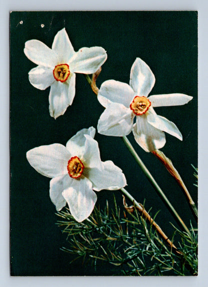 Pohlednice Květiny narcisy Foto Otto Mareš (M28753)