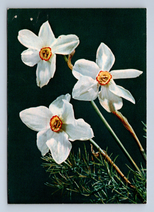 Pohlednice Květiny narcisy Foto Otto Mareš (M28753)