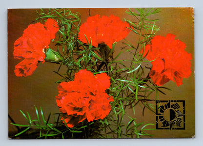 Pohlednice Květiny karafiáty 1981 (M28787)