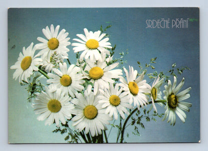 Pohlednice Kytice sedmikrásek Srdečné přání (M28793)