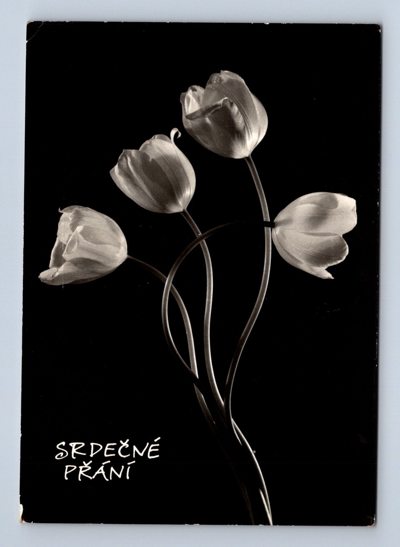 Pohlednice Srdečné přání tulipány 1941 (M28842)
