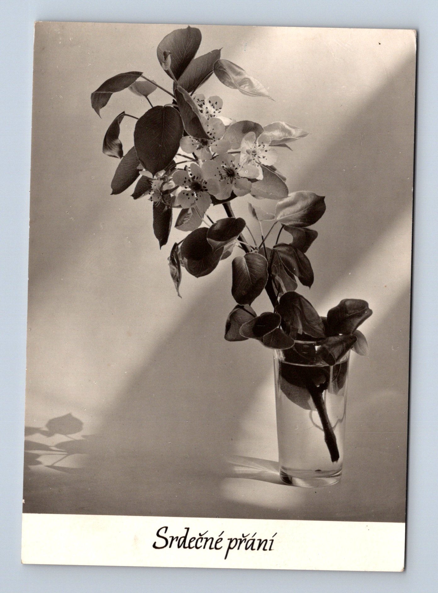 Pohlednice Srdečné přání jarní květy 1962 (M28849)