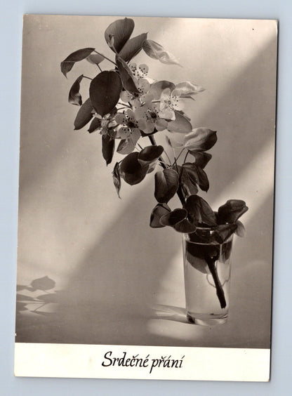 Pohlednice Srdečné přání jarní květy 1962 (M28849)
