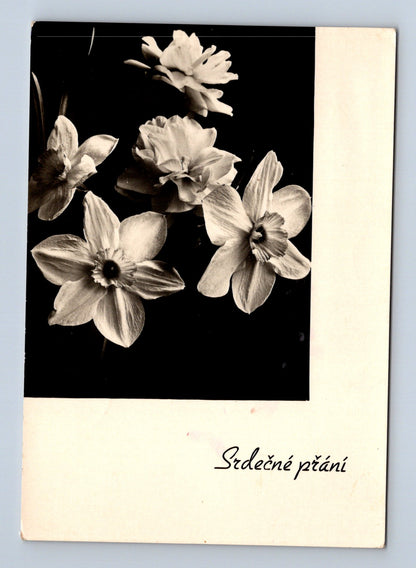 Pohlednice Kytice narcisů Srdečné přání (M28853)