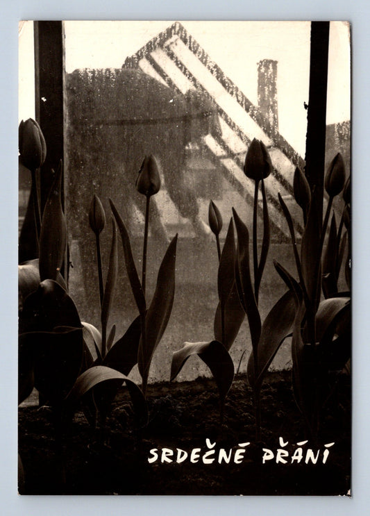 Pohlednice SRDEČNÉ PŘÁNÍ tulipány 1937 (M28855)