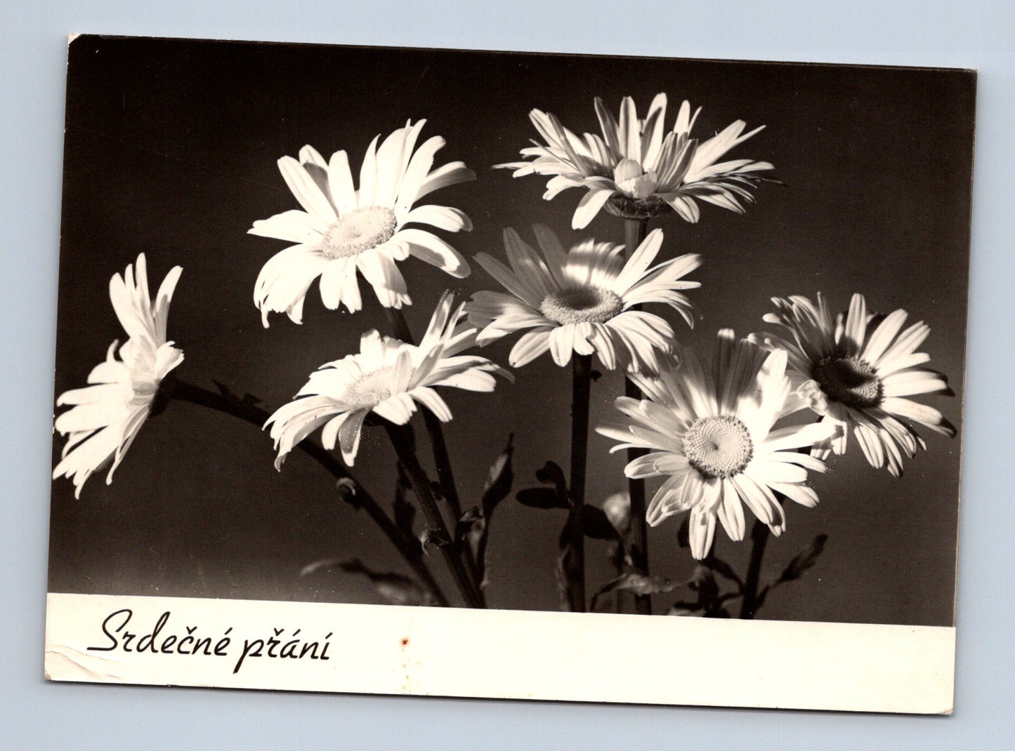 Pohlednice Kopretiny Srdečné přání 1968 (M28857)