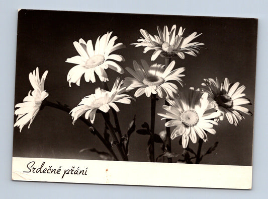 Pohlednice Kopretiny Srdečné přání 1968 (M28857)