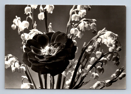 Pohlednice kytice růže a konvalinek 1969 (M28860)