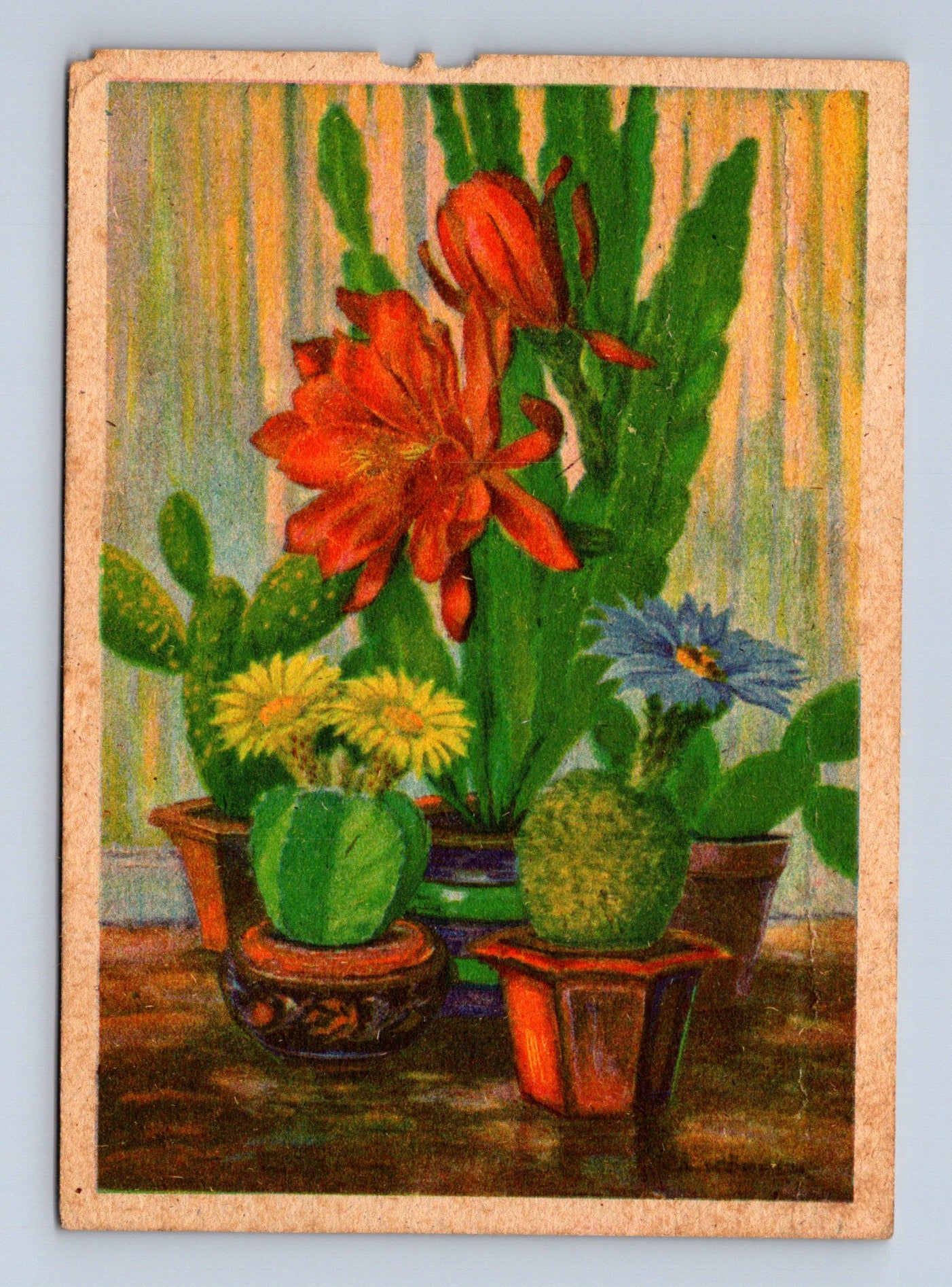 Pohlednice Květiny kaktusy 1952 (M28871)