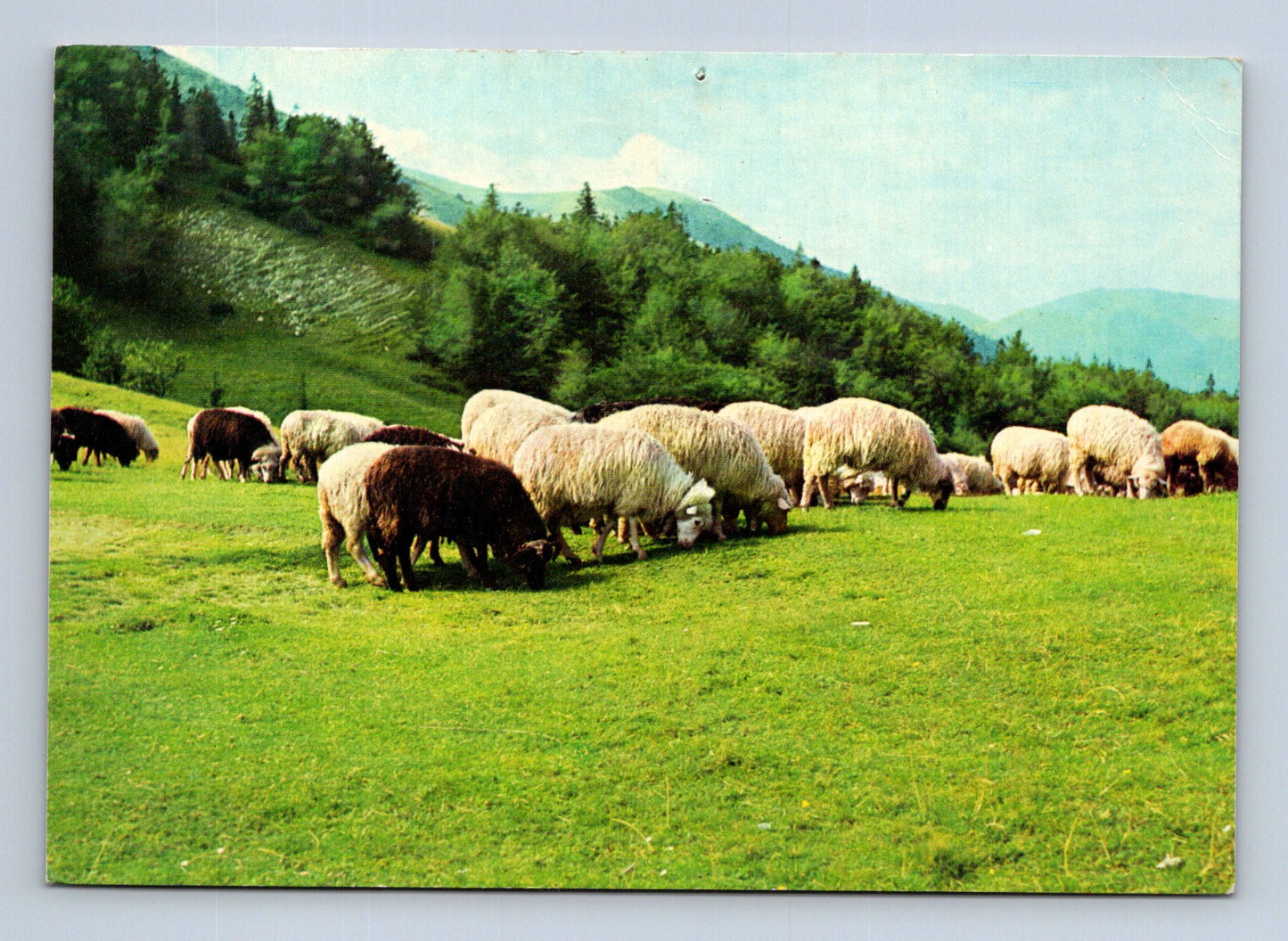 Pohlednice ovce na pastvě Velikonoce 1974 (M29020)