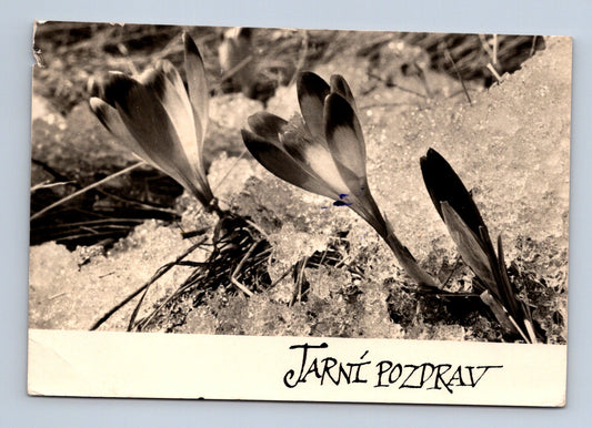 Pohlednice Jarní pozdrav krokusy ve sněhu 1964 (M29098)