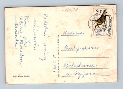 Pohlednice Jarní pozdrav krokusy ve sněhu 1964 (M29098)