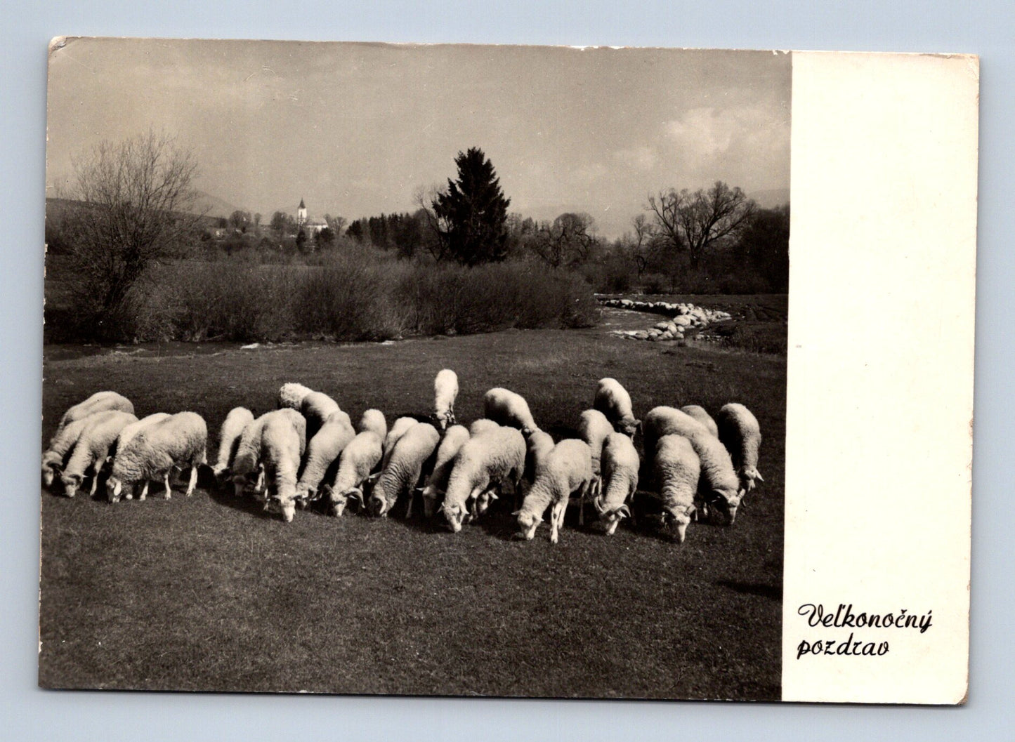 Pohlednice Slovensko Velikonoční ovce 1972 (M29100)