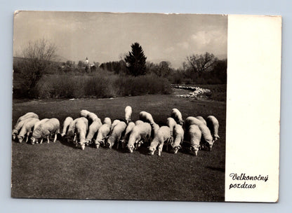 Pohlednice Slovensko Velikonoční ovce 1972 (M29100)