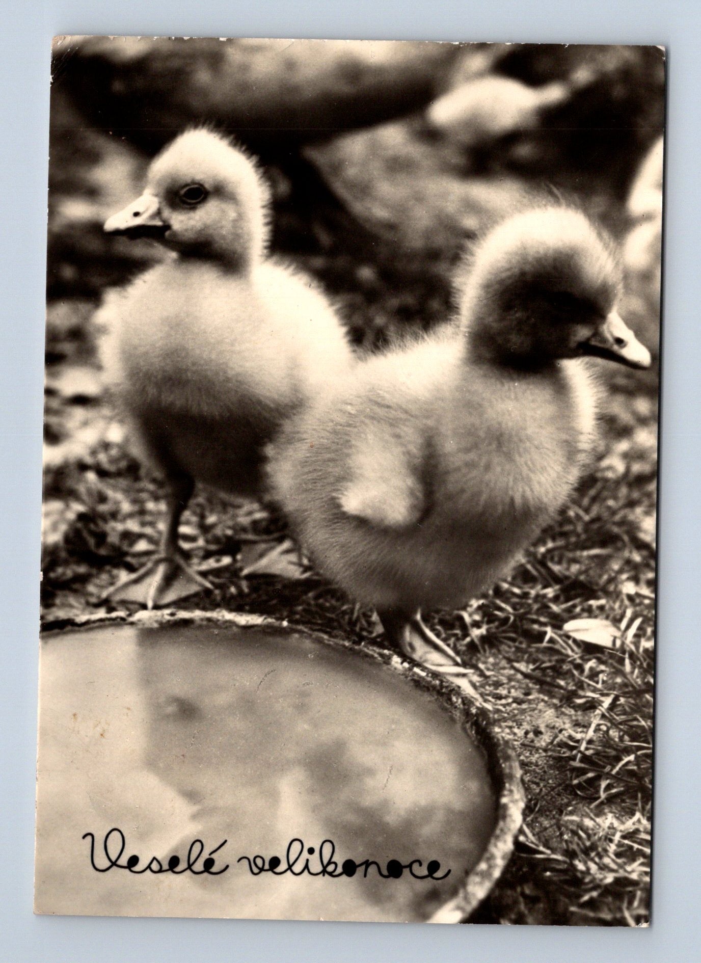 Pohlednice velikonoční kachňátka 1964 (M29102)
