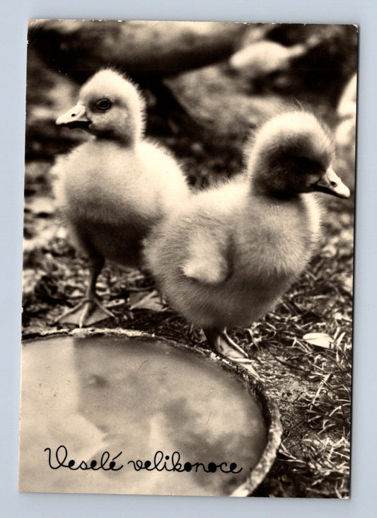 Pohlednice velikonoční kachňátka 1964 (M29102)
