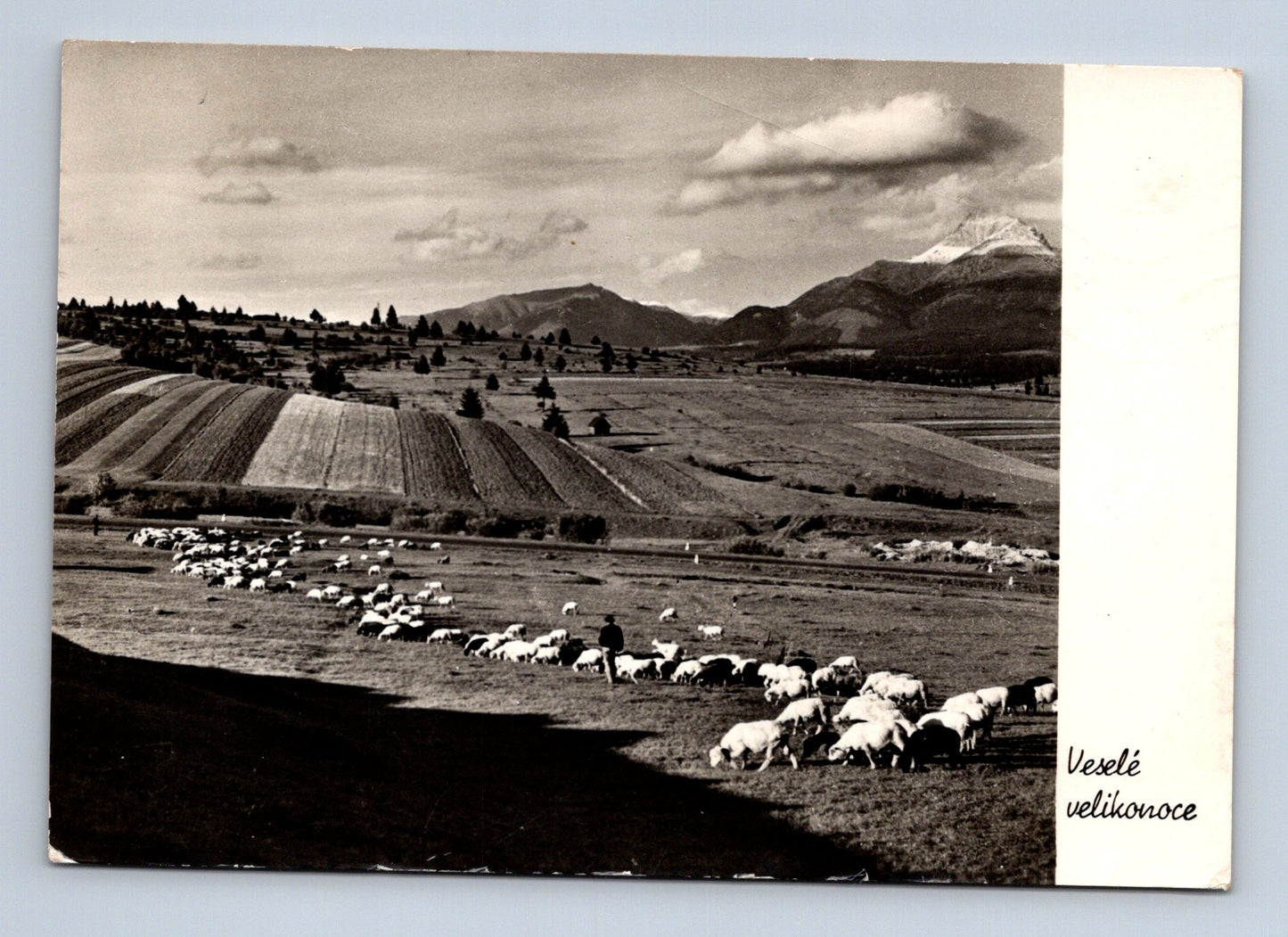 Pohlednice Slovensko ovce hory Velikonoce 1959 (M29103)