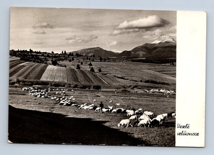 Pohlednice Slovensko ovce hory Velikonoce 1959 (M29103)