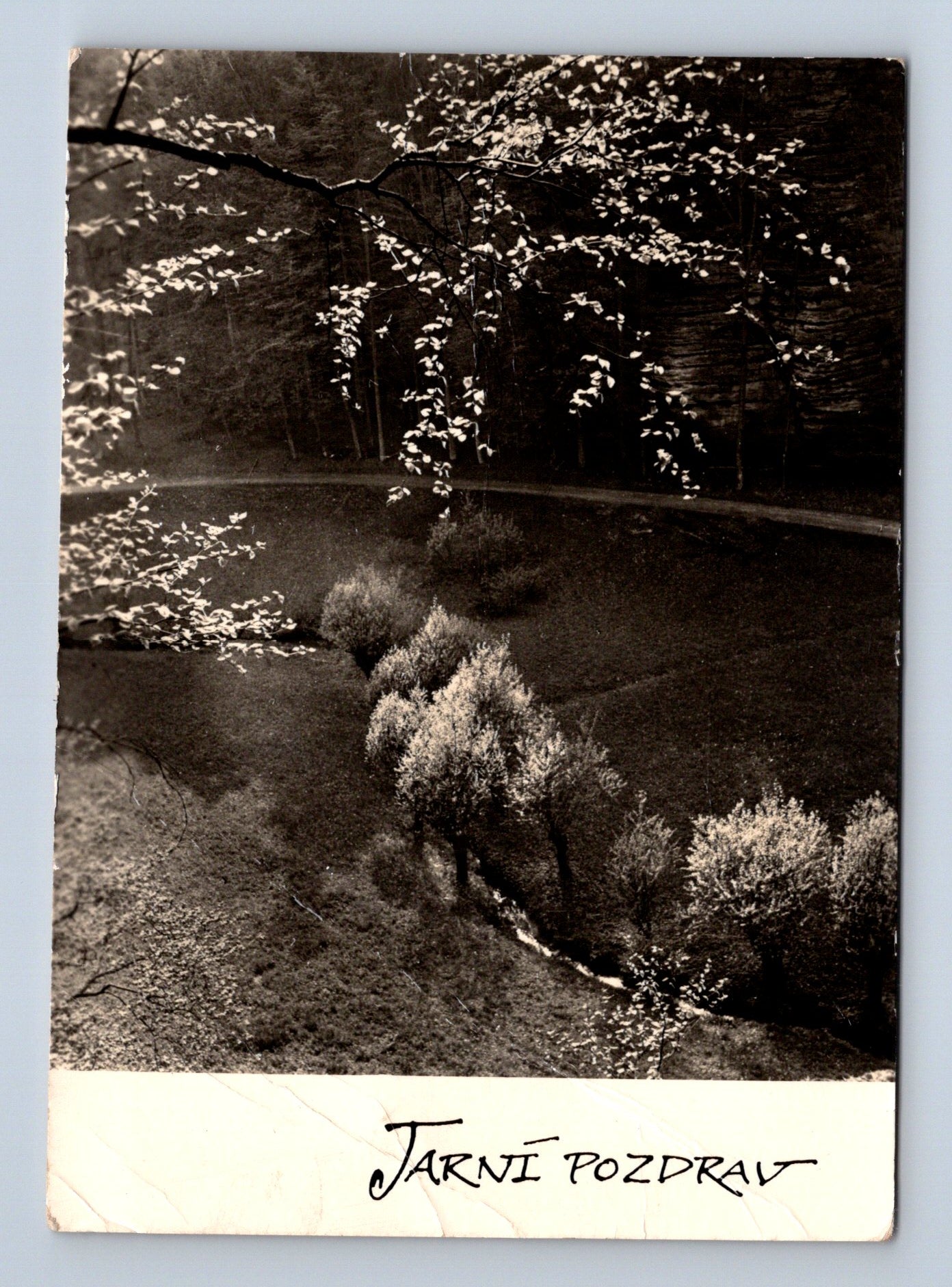 Pohlednice Jarní pozdrav příroda 1947 (M29105)