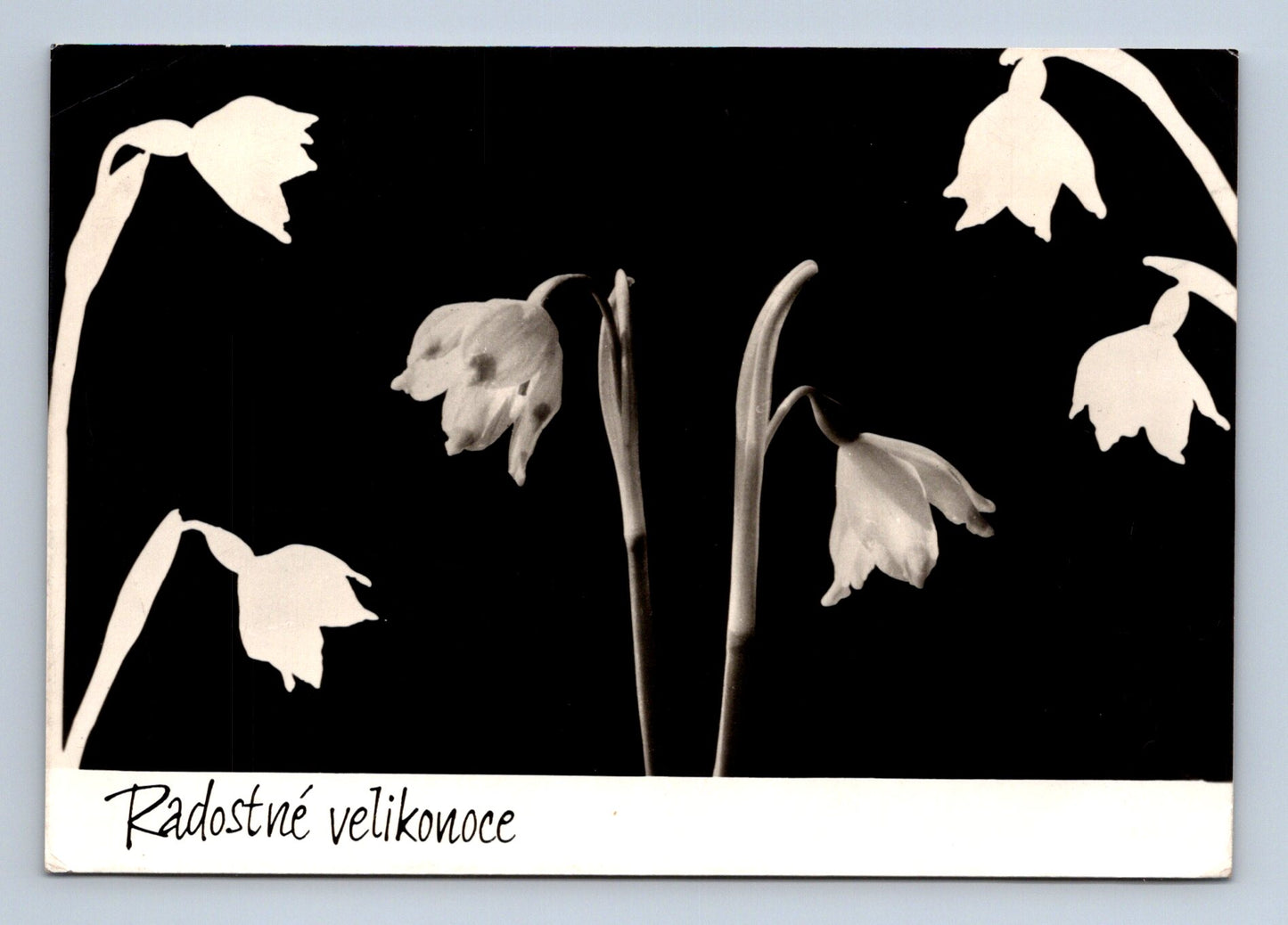 Pohlednice Velikonoce sněženky květiny 1962 (M29109)