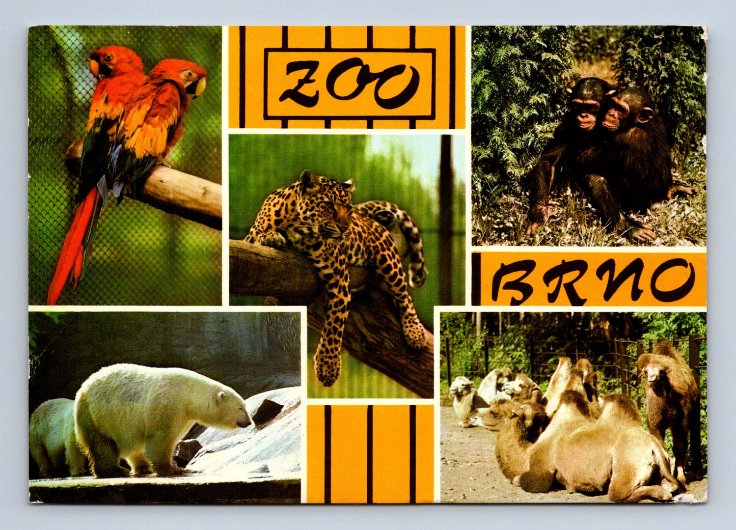 Pohlednice Brno ZOO zvířata (M29162)