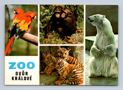 Pohlednice Dvůr Králové Zoo zvířata (M29163)