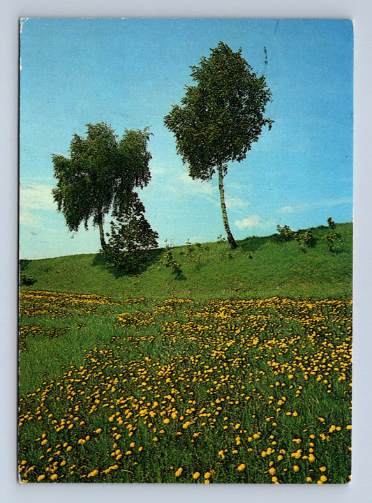 Pohlednice louka s břízami a pampeliškami 1979 (M29302)