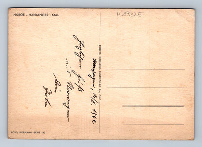 Pohlednice Norsko Hardanger krajina v květu 1950 (M29325)
