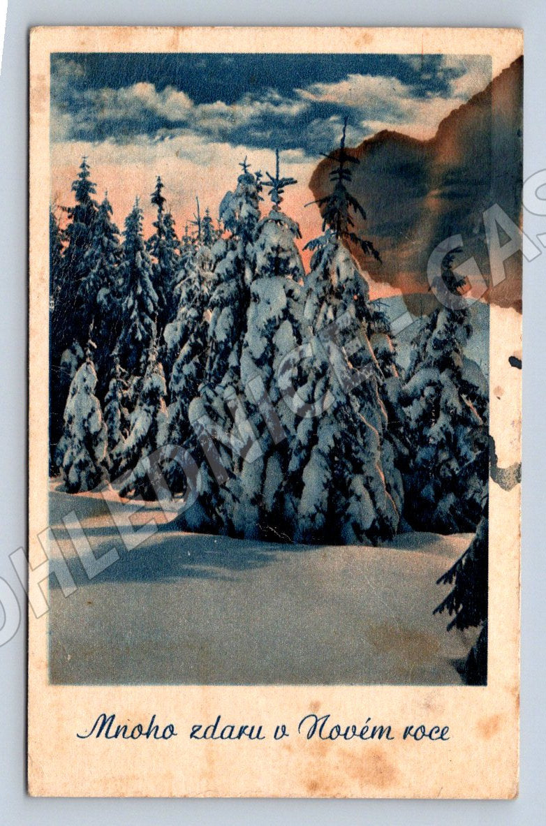 Postcard with snowy trees, Maple Hill (M2970)