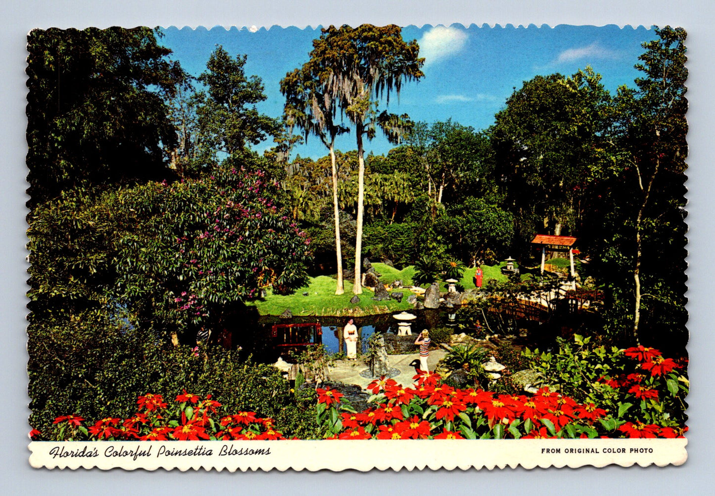 Pohlednice USA Florida subtropická zahrada Poinsettia (M30037)