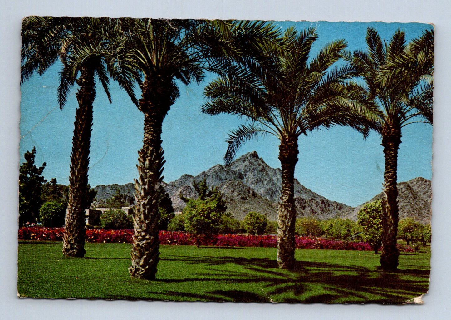 Pohlednice USA Phoenix Squaw Peak palmy (M30065)