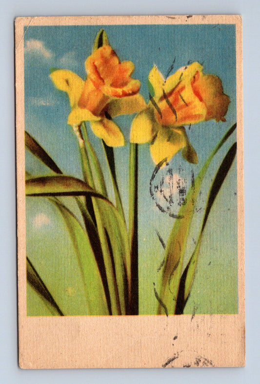 Pohlednice narcisy 1943 (M30087)