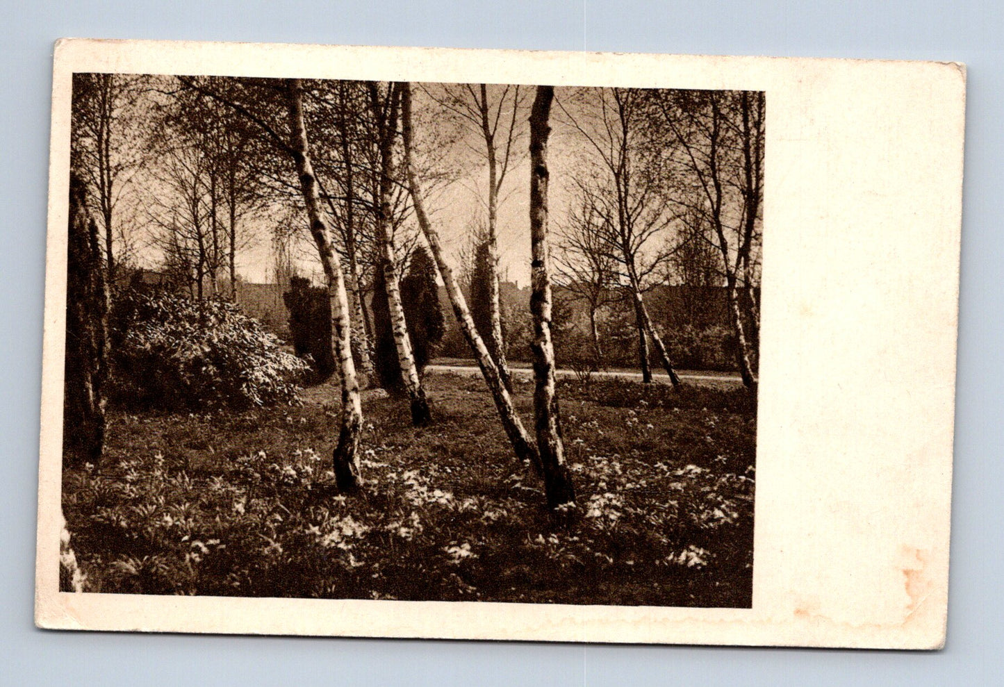 Pohlednice Louny jarní krajina břízy 1925 (M30137)