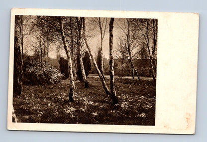 Pohlednice Louny jarní krajina břízy 1925 (M30137)