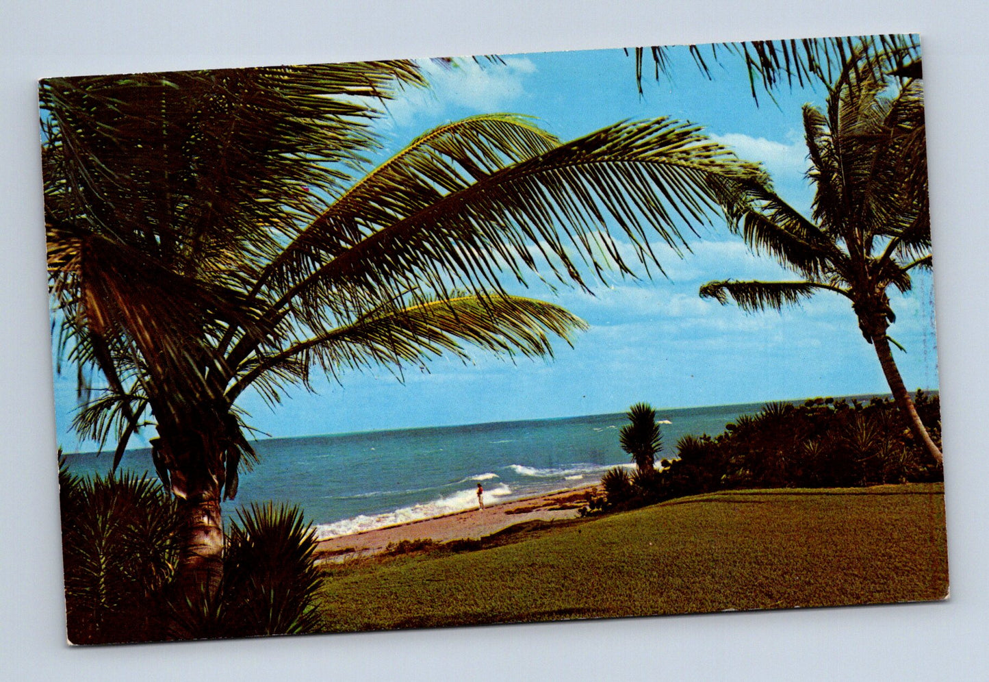 Pohlednice USA pláž s palmami Balmy Breezes (M30164)