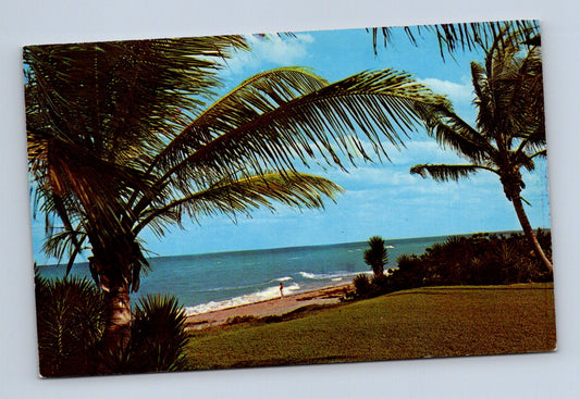 Pohlednice USA pláž s palmami Balmy Breezes (M30164)