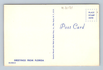 Pohlednice USA Florida pláž s palmami a pomeranči (M30171)