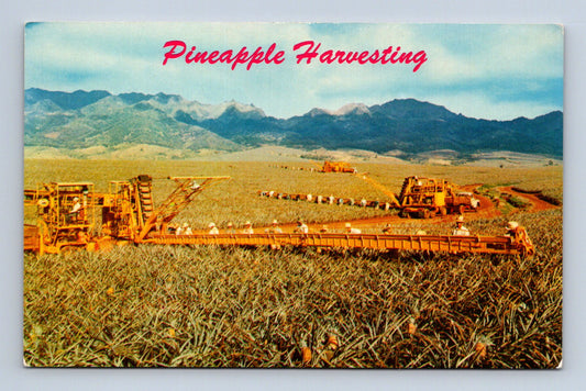 Pohlednice USA Hawaii sklizeň ananasu 1951 (M30206)